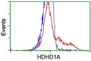 HEK293T cells transfected with either RC204419 overexpress plasmid (Red) or empty vector control plasmid (Blue) were immunostained by anti-HDHD1A antibody (ABIN2454377), and then analyzed by flow cytometry. (HDHD1 anticorps)