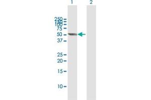 Western Blot analysis of CYP2E1 expression in transfected 293T cell line by CYP2E1 MaxPab polyclonal antibody.