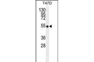 TRAF2/M antibody (ABIN659110 and ABIN2843756) western blot analysis in T47D cell line lysates (35 μg/lane). (TRAF2 anticorps)