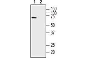 Western blot analysis of mouse brain lysate: - 1.