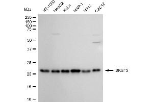 Western blotting analysis using SRSF3 antibody (ABIN7800307).
