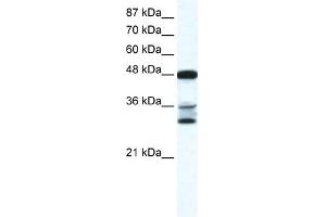 TNFSF10 antibody (70R-10455) used at 0. (TRAIL anticorps  (N-Term))