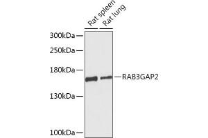 Western blot analysis of extracts of various cell lines, using RG antibody (ABIN7269806) at 1:1000 dilution. (RAB3GAP2 anticorps  (AA 1-200))