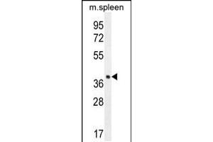 Western blot analysis in mouse spleen tissue lysates (35ug/lane). (LHFPL5 anticorps  (C-Term))
