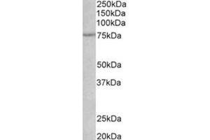 AP31775PU-N NGFR antibody staining of Rat Heart lysate at 1 µg/ml (35 µg protein in RIPA buffer). (NGFR anticorps  (Internal Region))