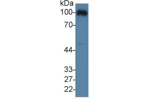Rabbit Detection antibody from the kit in WB with Positive Control: Mouse blood cells lysate. (CD31 Kit ELISA)