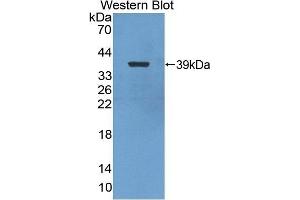 Detection of Recombinant NFkB2, Chicken using Polyclonal Antibody to Nuclear Factor Kappa B2 (NFkB2) (Nuclear Factor kappa B2 (AA 37-342) anticorps)