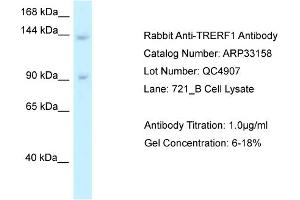 WB Suggested Anti-TRERF1 Antibody   Titration: 1.
