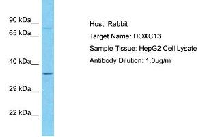 Host: Rabbit Target Name: HOXC13 Sample Type: HepG2 Whole Cell lysates Antibody Dilution: 1. (HOXC13 anticorps  (Middle Region))