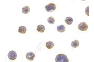 Immunohistochemistry (IHC) image for anti-BIF (C-Term) antibody (ABIN1030297) (BIF (C-Term) anticorps)
