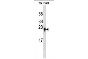 S100B Antibody (ABIN659188 and ABIN2843790) western blot analysis in mouse liver tissue lysates (35 μg/lane). (S100B anticorps)