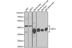 Western blot analysis of extracts of various cell lines, using SIRT2 antibody (ABIN6291363) at 1:1000 dilution. (SIRT2 anticorps)