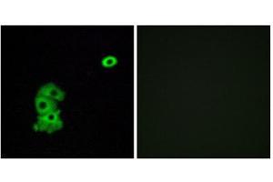 Immunofluorescence (IF) image for anti-Olfactory Receptor, Family 4, Subfamily C, Member 6 (OR4C6) (Internal Region) antibody (ABIN1853236) (OR4C6 anticorps  (Internal Region))
