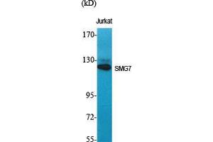 Western Blot (WB) analysis of specific cells using SMG7 Polyclonal Antibody. (SMG7 anticorps  (Internal Region))