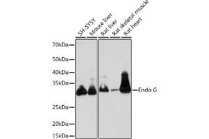 Western blot analysis of extracts of various cell lines, using Endo G Rabbit mAb (ABIN7266940) at 1:1000 dilution. (Endonuclease G anticorps)