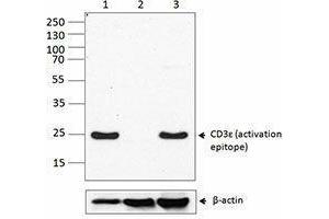 Western Blotting (WB) image for anti-CD3 epsilon (CD3E) antibody (ABIN2664656) (CD3 epsilon anticorps)