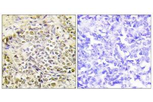 Immunohistochemistry (IHC) image for anti-Iroquois Homeobox Protein 2 (IRX2) (Internal Region) antibody (ABIN1849950) (IRX2 anticorps  (Internal Region))