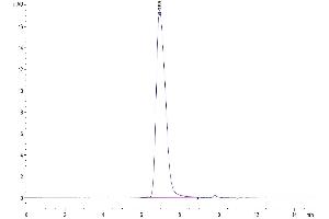 The purity of Human TPBG/5T4 is greater than 95 % as determined by SEC-HPLC.