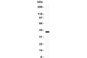 Western blot testing of GAD67 antibody and recombinant human protein (0.