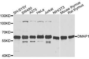 Western blot analysis of extracts of various cell lines, using DMAP1 antibody (ABIN6003515) at 1/1000 dilution. (DMAP1 anticorps)