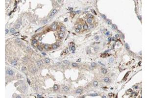 ABIN6279137 at 1/100 staining human kidney tissue sections by IHC-P. (AQP6 anticorps  (Internal Region))