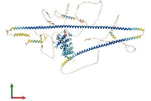 AlphaFold protein structure predicition of Mouse Recombinant Tsc1 Protein, UniprotID Q9EP53