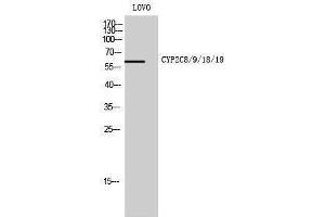 Western Blotting (WB) image for anti-Cytochrome P450, Family 2, Subfamily C, Polypeptide 8/9/18/19 (CYP2C8/9/18/19) (Internal Region) antibody (ABIN3184180) (CYP2C8/9/18/19 anticorps  (Internal Region))
