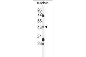 Western blot analysis of GP Antibody (Center) (ABIN1537967 and ABIN2849320) in mouse spleen tissue lysates (35 μg/lane). (GPR157 anticorps  (AA 178-207))