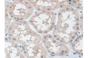 IHC-P analysis of Human Kidney Tissue, with DAB staining. (Ezrin anticorps  (AA 1-295))