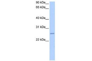 RPESP antibody used at 2 ug/ml to detect target protein. (RPESP anticorps  (C-Term))