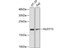 Western blot analysis of extracts of various cell lines using NUDT15 Polyclonal Antibody at dilution of 1:1000. (NUDT15 anticorps)