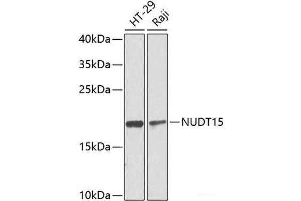 NUDT15 anticorps