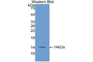 Western Blotting (WB) image for anti-Tumor Necrosis Factor Receptor Superfamily, Member 9 (TNFRSF9) (AA 40-153) antibody (ABIN1174751) (CD137 anticorps  (AA 40-153))