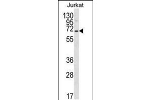 Western blot analysis in Jurkat cell line lysates (35ug/lane). (PSAPL1 anticorps  (N-Term))