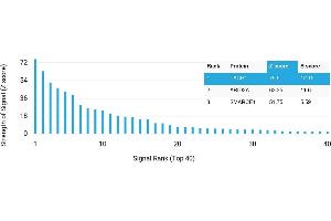 Protein Array (PAr) image for anti-Tachykinin Receptor 1 (TACR1) antibody (ABIN7456061)