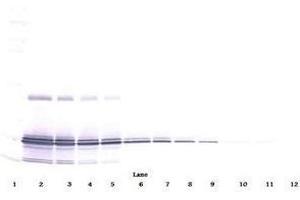 Image no. 1 for anti-Interleukin 11 (IL11) antibody (ABIN465144) (IL-11 anticorps)