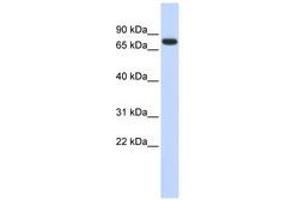 Image no. 1 for anti-Ankyrin Repeat Domain 13B (ANKRD13B) (AA 540-589) antibody (ABIN6741195) (ANKRD13B anticorps  (AA 540-589))