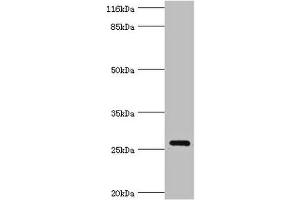 Western blot All lanes: OFCC1 antibody at 2 μg/mL + Mouse gonadal tissue Secondary Goat polyclonal to rabbit IgG at 1/10000 dilution Predicted band size: 27, 32, 21, 14, 16 kDa Observed band size: 27 kDa (OFCC1 anticorps  (AA 3-231))