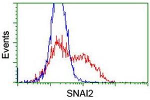 Image no. 3 for anti-Snail Family Zinc Finger 2 (SNAI2) antibody (ABIN1500979) (SLUG anticorps)