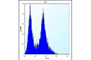 PHB Antibody (Center) (ABIN389162 and ABIN2839329) flow cytometric analysis of Hela cells (right histogram) compared to a negative control cell (left histogram).