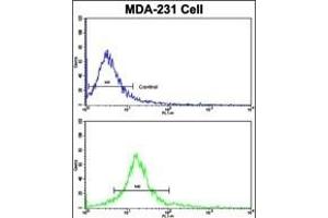 anti-Dom-3 Homolog Z (DOM3Z) (AA 73-99), (N-Term) antibody