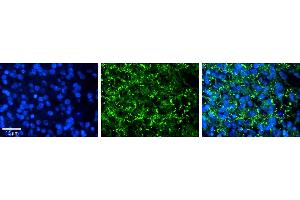 Rabbit Anti-AREL1 Antibody     Formalin Fixed Paraffin Embedded Tissue: Human Pineal Tissue  Observed Staining: Cytoplasmic in vesicles in cell bodies of pinealocytes  Primary Antibody Concentration: 1:100  Secondary Antibody: Donkey anti-Rabbit-Cy3  Secondary Antibody Concentration: 1:200  Magnification: 20X  Exposure Time: 0. (AREL1 anticorps  (N-Term))