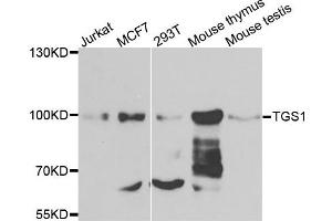 Western blot analysis of extracts of various cells, using TGS1 antibody. (TGS1 anticorps)