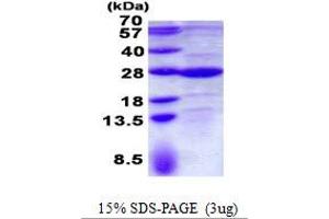 Glycolipid Transfer Protein (GLTP) (AA 1-209) protein (His tag)