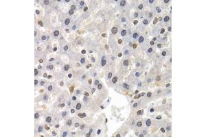 Immunohistochemistry of paraffin-embedded rat liver using GTF2F1 antibody. (GTF2F1 anticorps)