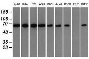 Image no. 7 for anti-Sorting Nexin 9 (SNX9) antibody (ABIN1501045)