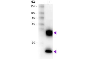 Western Blot of Biotin Donkey Anti-Mouse IgG Pre-Adsorbed secondary antibody. (Âne anti-Souris IgG (Heavy & Light Chain) Anticorps (Biotin) - Preadsorbed)