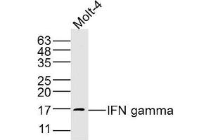 Molt-4 lysates probed with IFN gamma Polyclonal Antibody, Unconjugated  at 1:300 dilution and 4˚C overnight incubation.