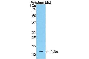Western Blotting (WB) image for anti-Chemokine (C-X-C Motif) Ligand 1 (Melanoma Growth Stimulating Activity, Alpha) (CXCL1) (AA 25-96) antibody (ABIN1078403) (CXCL1 anticorps  (AA 25-96))