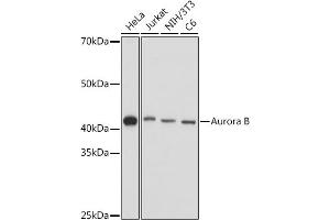 Western blot analysis of extracts of various cell lines, using Aurora B antibody (ABIN7265783) at 1:1000 dilution. (Aurora Kinase B anticorps  (AA 1-344))
